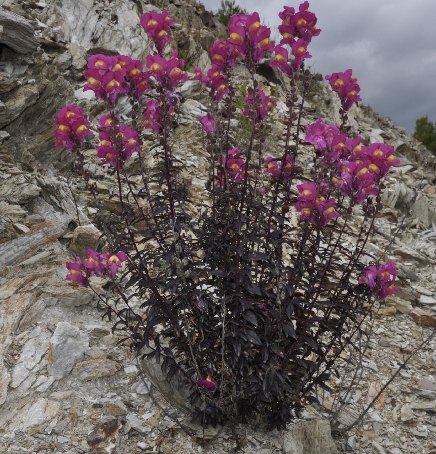 Изображение особи Antirrhinum majus.