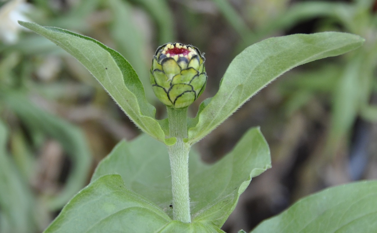 Image of Zinnia elegans specimen.