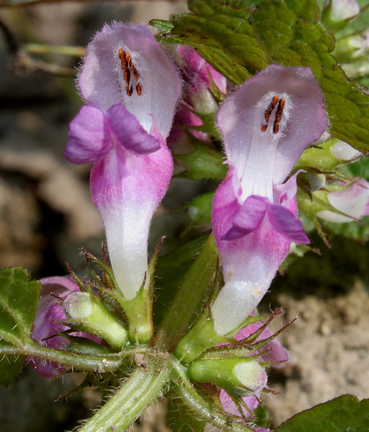 Изображение особи Lamium maculatum.