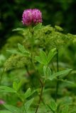 Trifolium medium