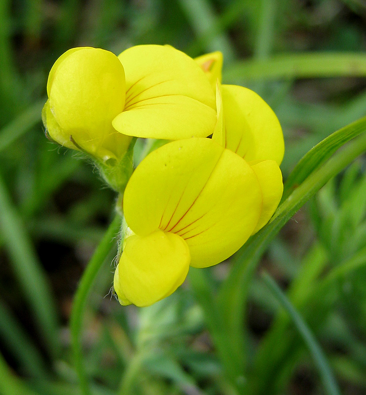 Image of Lotus caucasicus specimen.