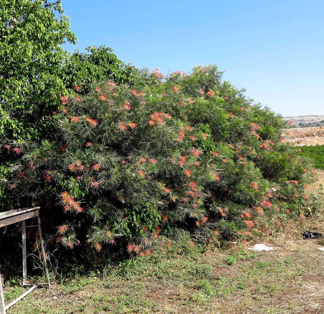 Image of Grevillea banksii specimen.