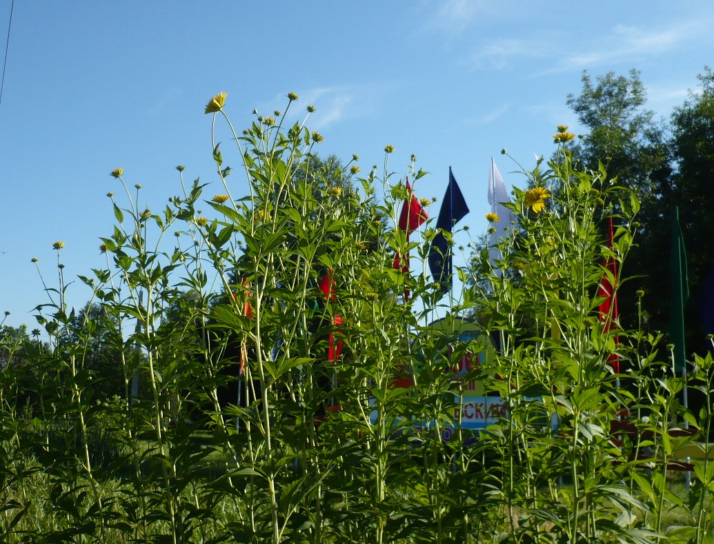 Image of Rudbeckia laciniata var. hortensia specimen.