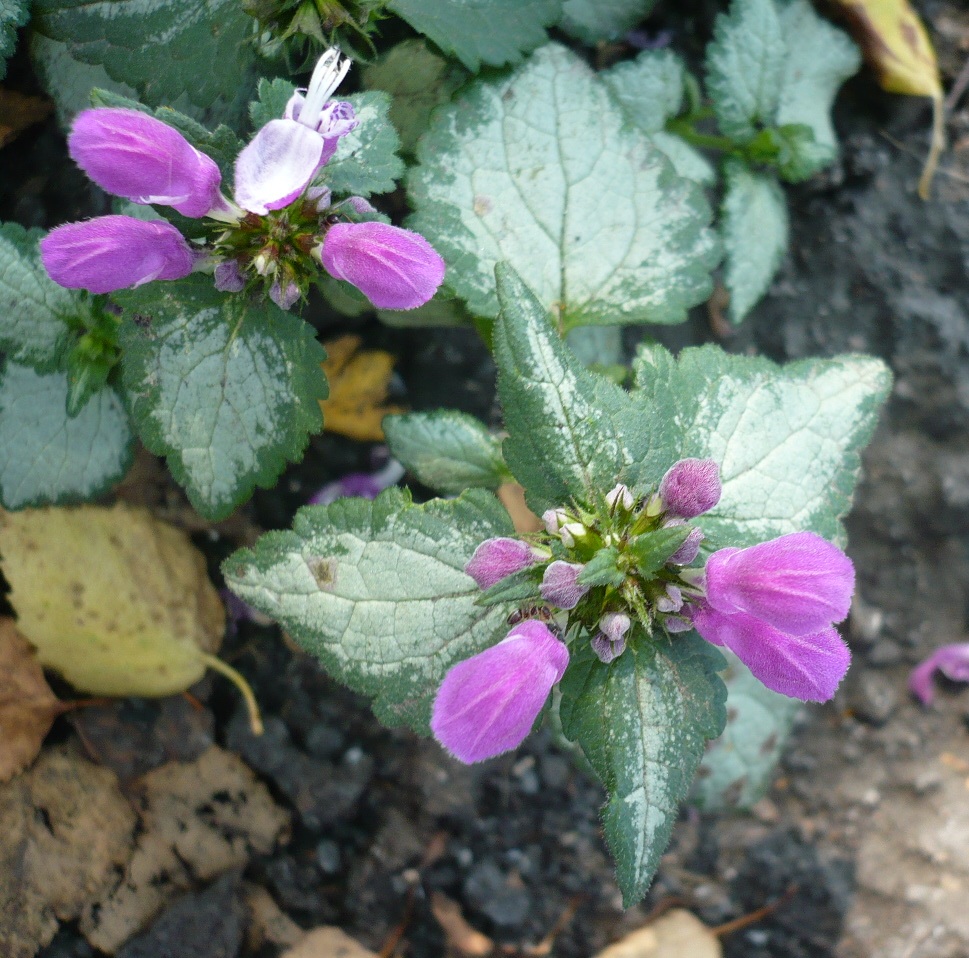 Изображение особи Lamium maculatum.