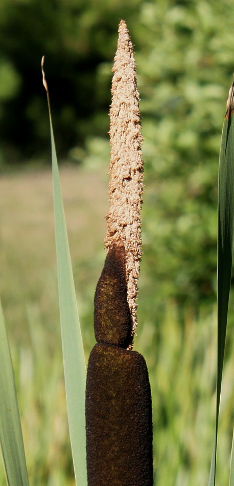 Image of Typha latifolia specimen.