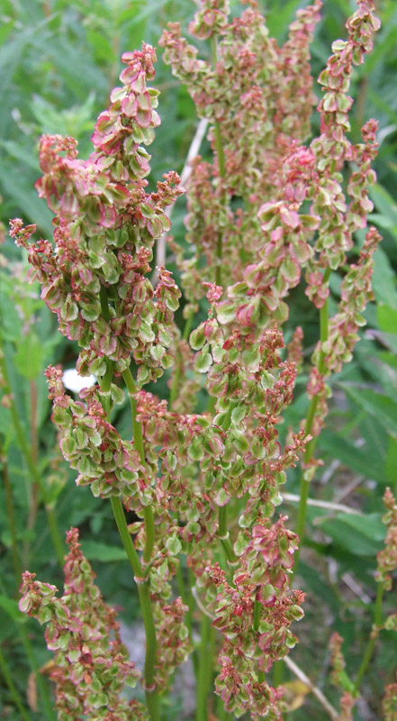 Изображение особи Rumex acetosa.