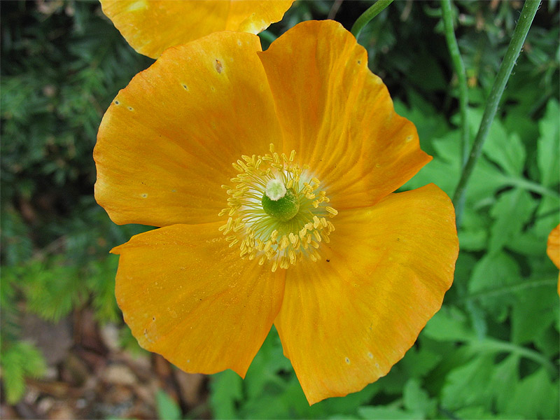 Image of Papaver cambricum specimen.