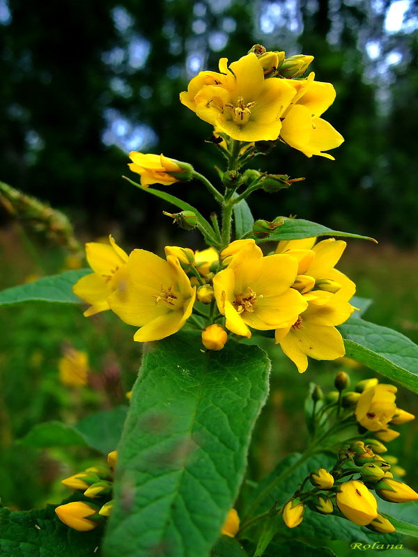 Image of Lysimachia vulgaris specimen.