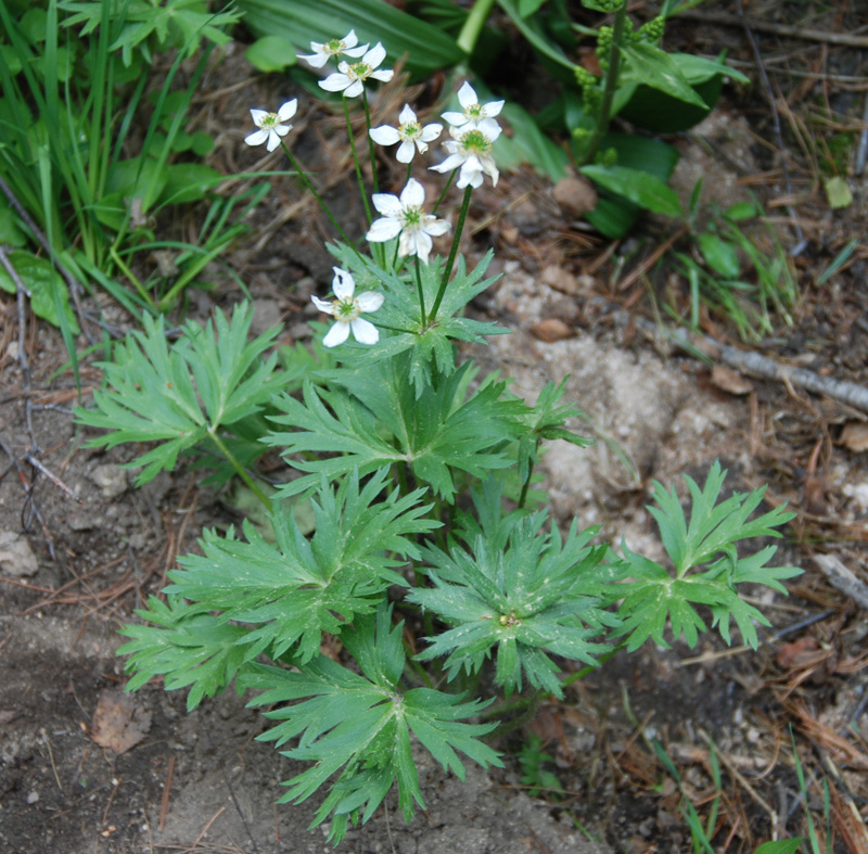 Изображение особи Anemonastrum sibiricum.