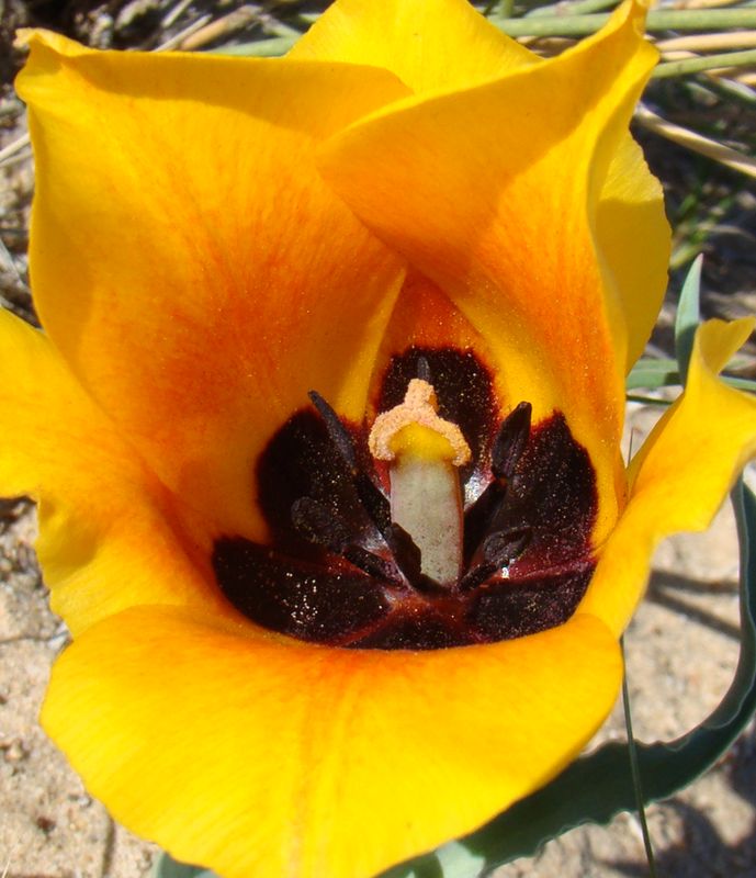 Image of Tulipa borszczowii specimen.