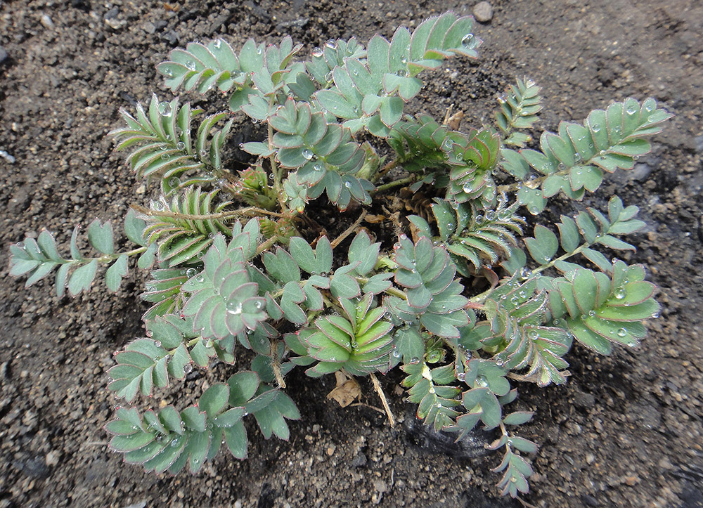 Image of Potentilla bifurca specimen.