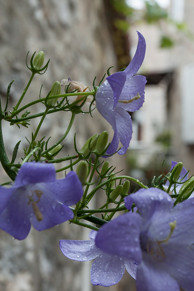 Image of Campanula pyramidalis specimen.