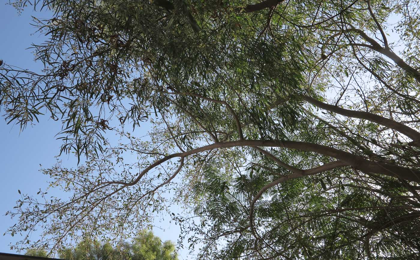 Image of Cordia sinensis specimen.