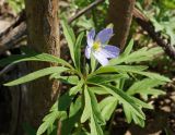 Anemone caerulea