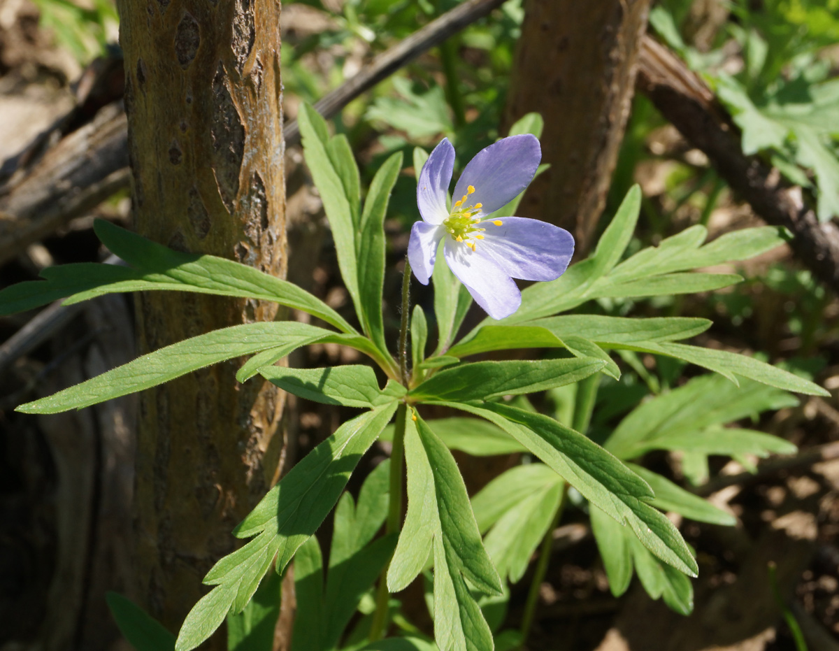 Image of Anemone caerulea specimen.