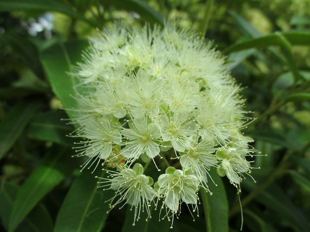 Изображение особи Backhousia citriodora.