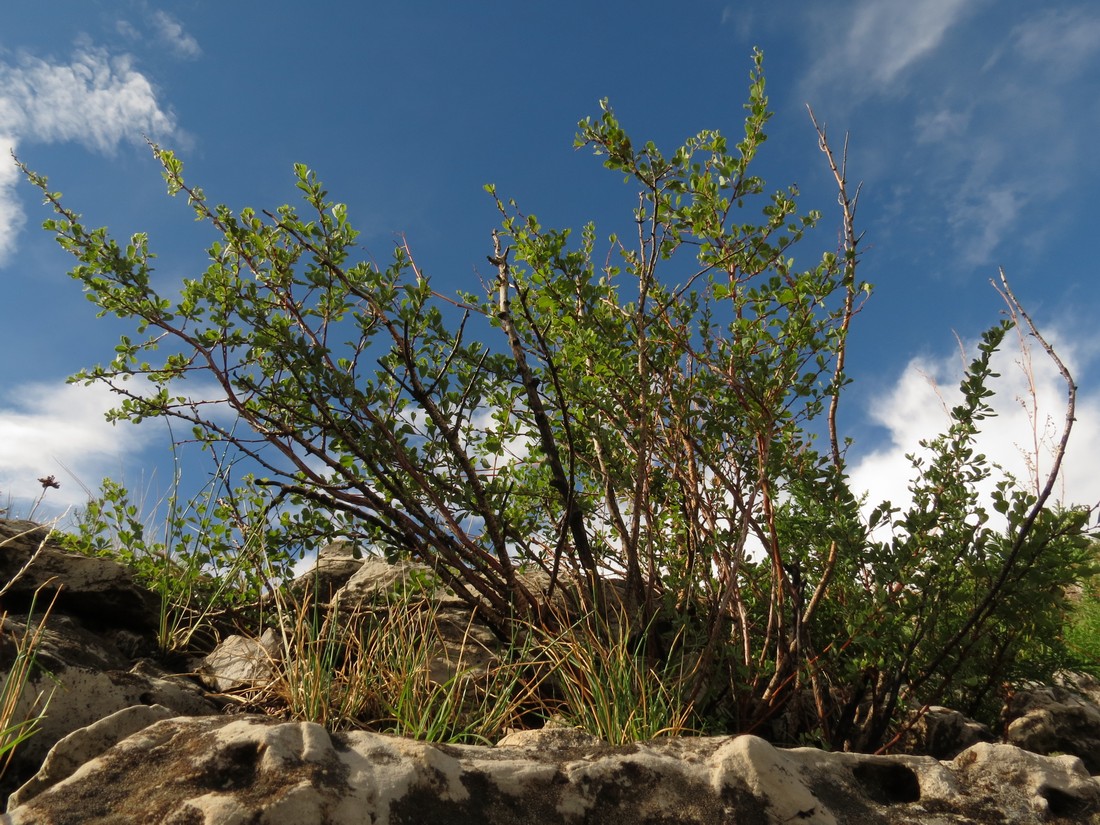 Image of Spiraea aquilegifolia specimen.