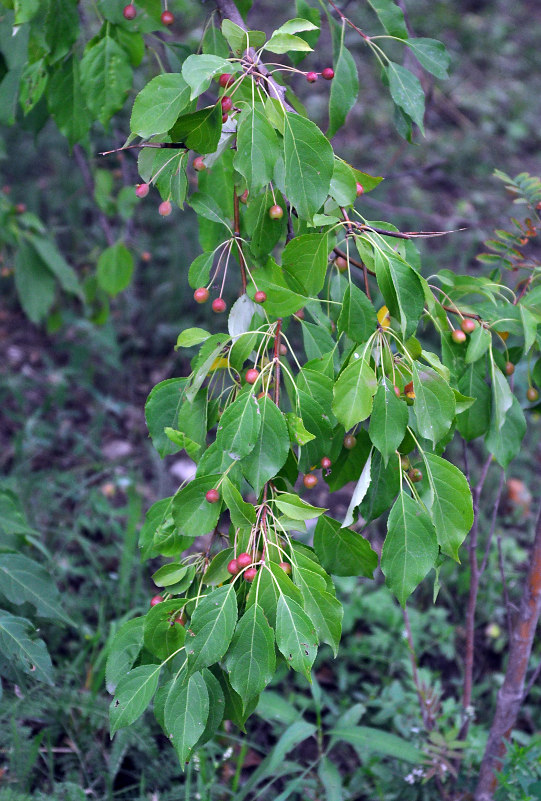 Image of Malus baccata specimen.