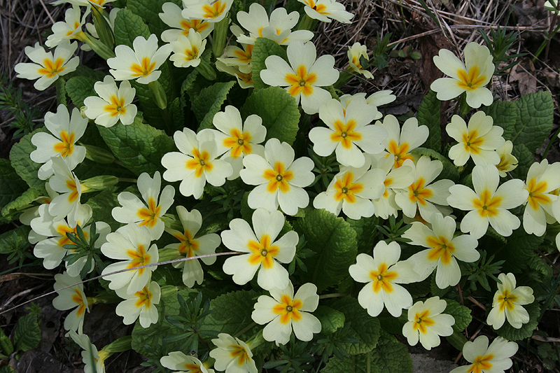 Изображение особи Primula vulgaris.