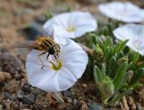 Convolvulus ammannii