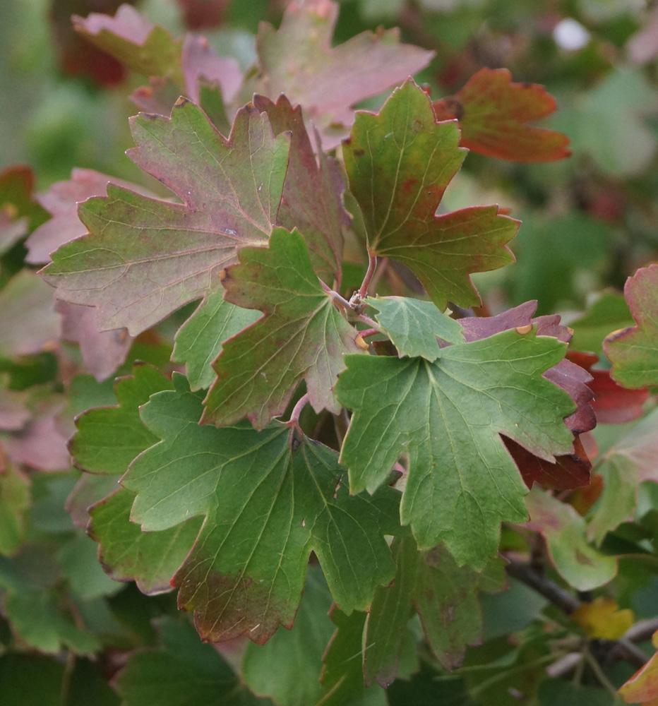 Image of Ribes aureum specimen.