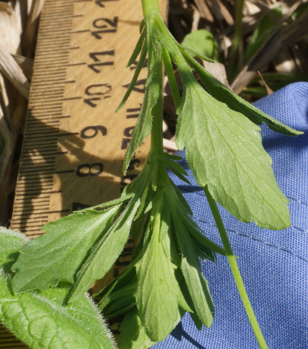 Image of Viola arvensis specimen.