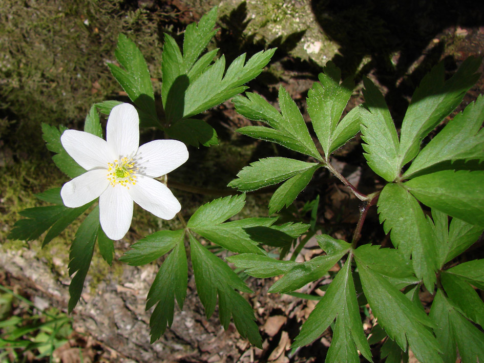 Изображение особи Anemone nemorosa.