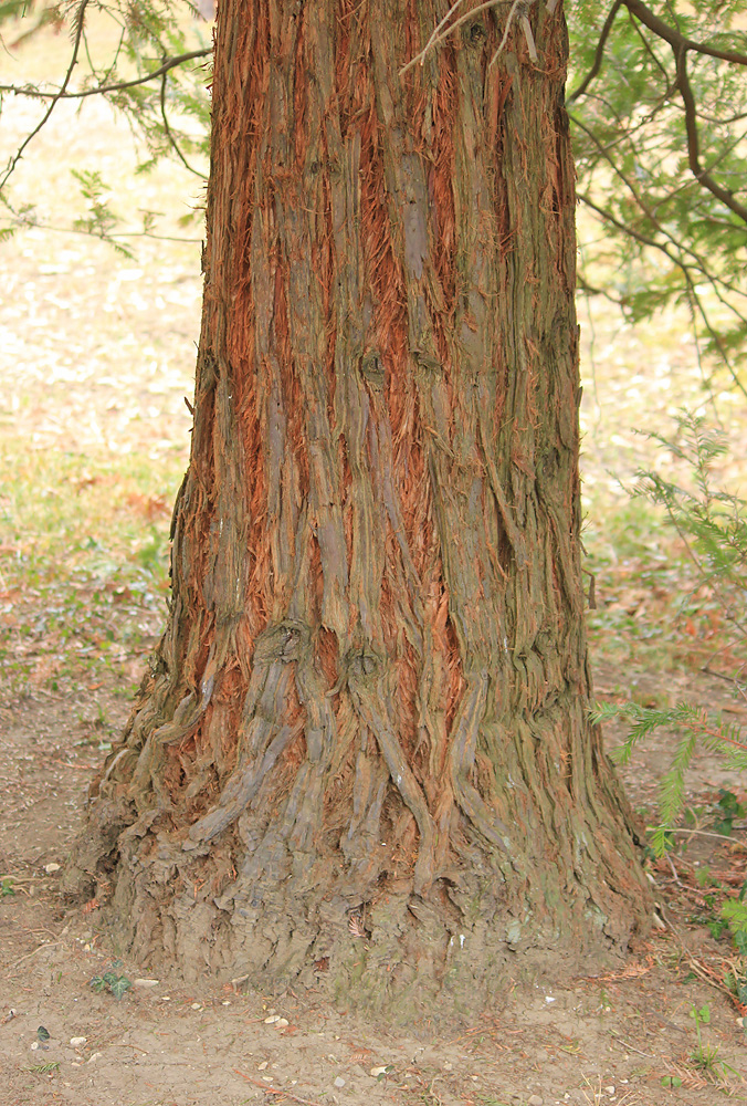 Изображение особи Sequoia sempervirens.