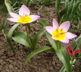 Tulipa saxatilis subspecies bakeri