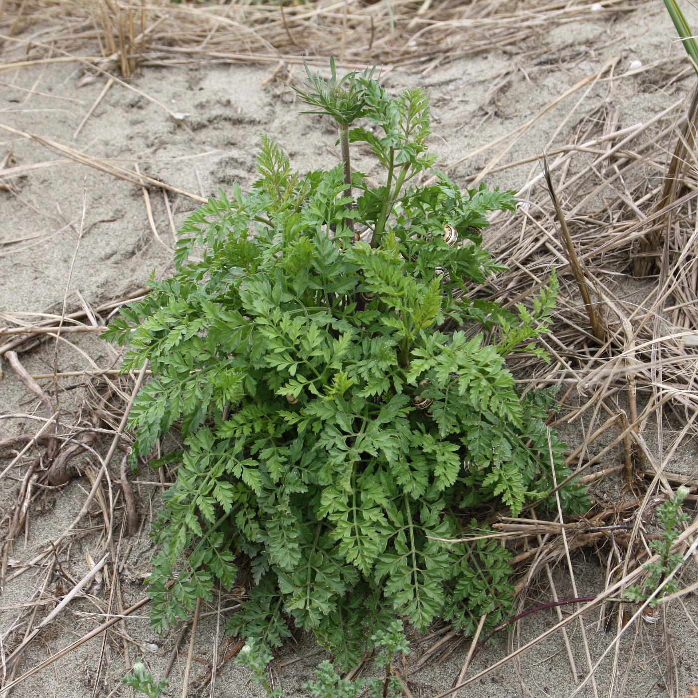 Image of Daucus carota specimen.