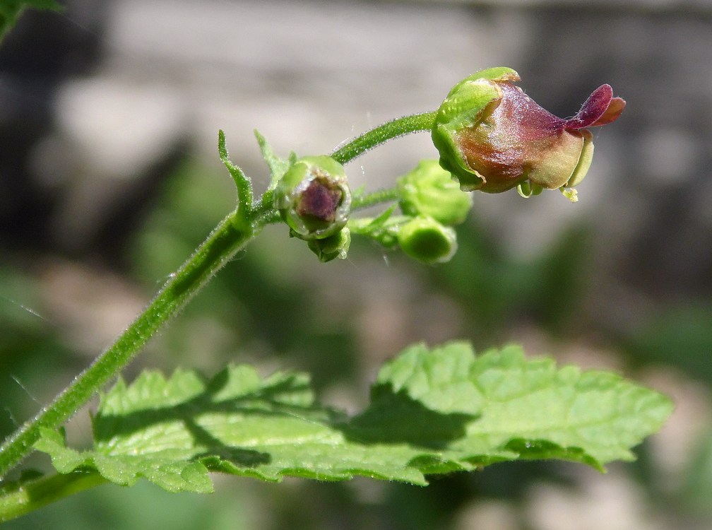 Изображение особи Scrophularia scopolii.