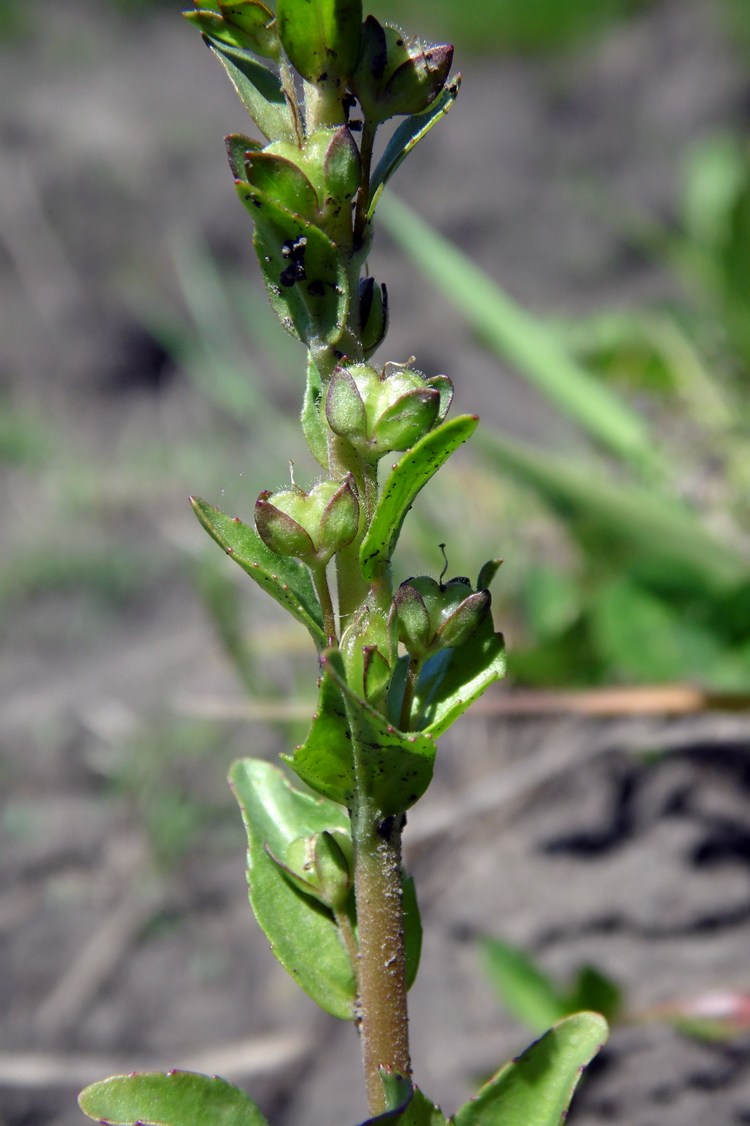 Image of Veronica serpyllifolia specimen.