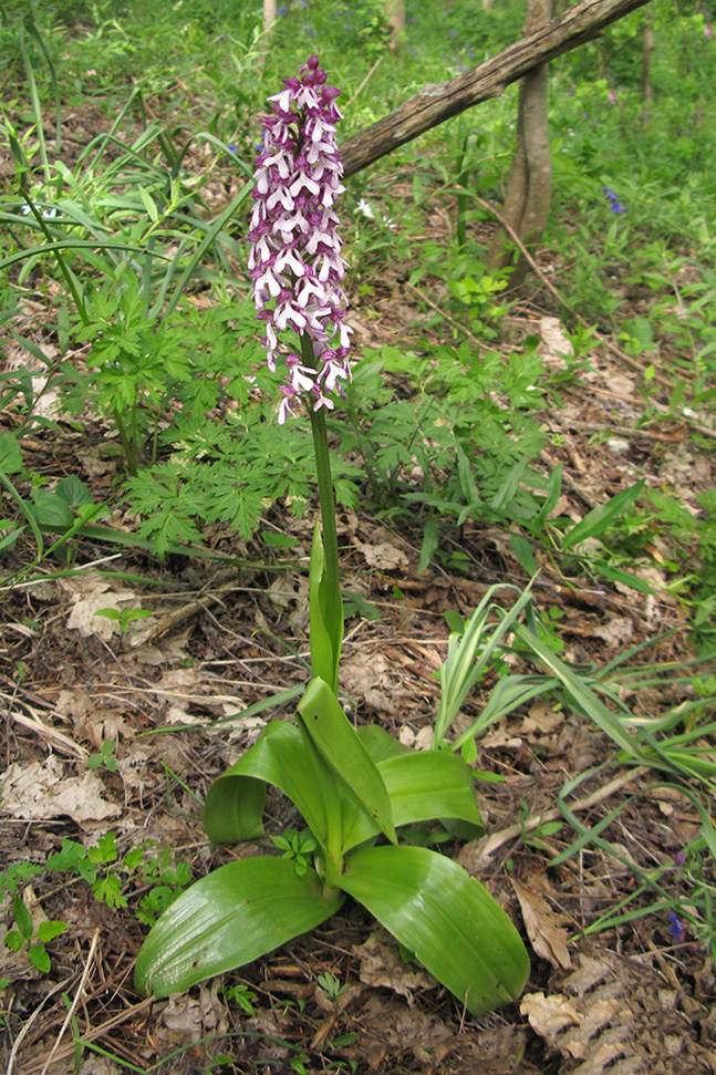 Image of Orchis purpurea ssp. caucasica specimen.