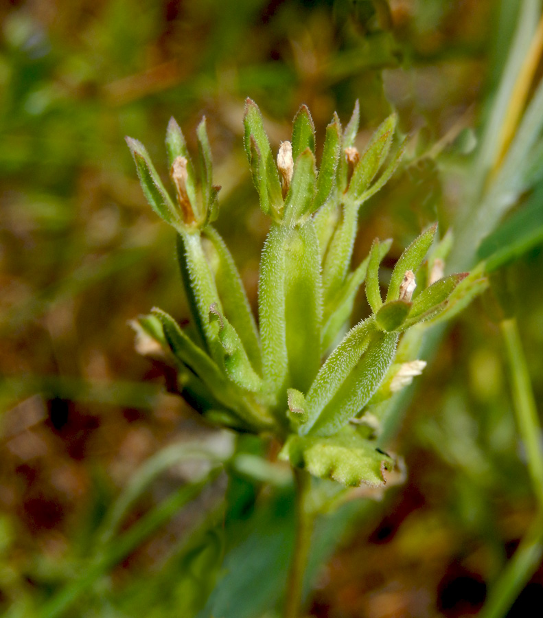 Image of Legousia hybrida specimen.