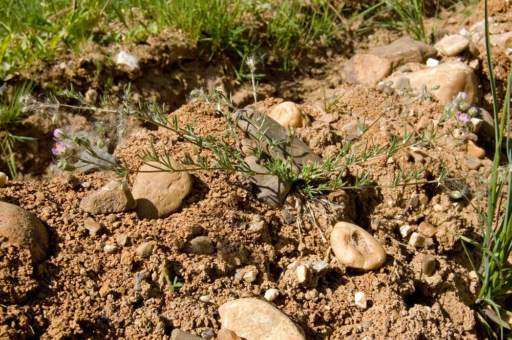 Image of Spergularia rubra specimen.