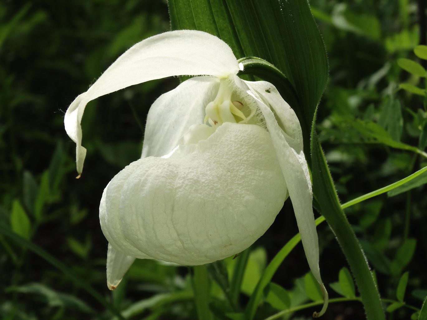 Image of Cypripedium macranthos specimen.