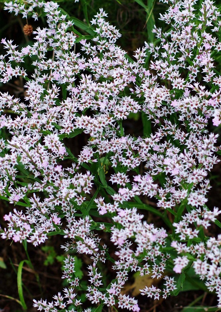 Image of Goniolimon tataricum specimen.