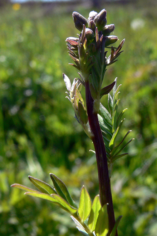 Image of Polemonium caeruleum specimen.