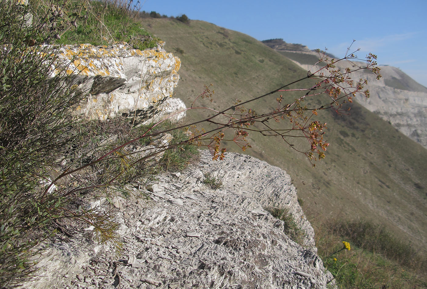 Image of Peucedanum tauricum specimen.