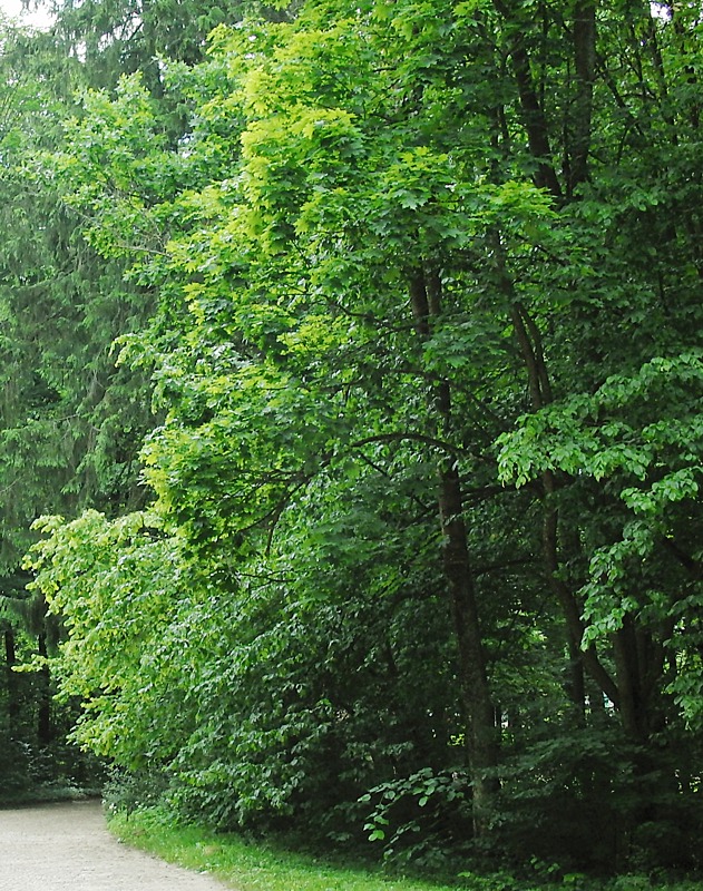 Изображение особи Carpinus betulus.