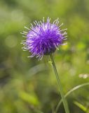 Смотреть изображение Klasea marginata