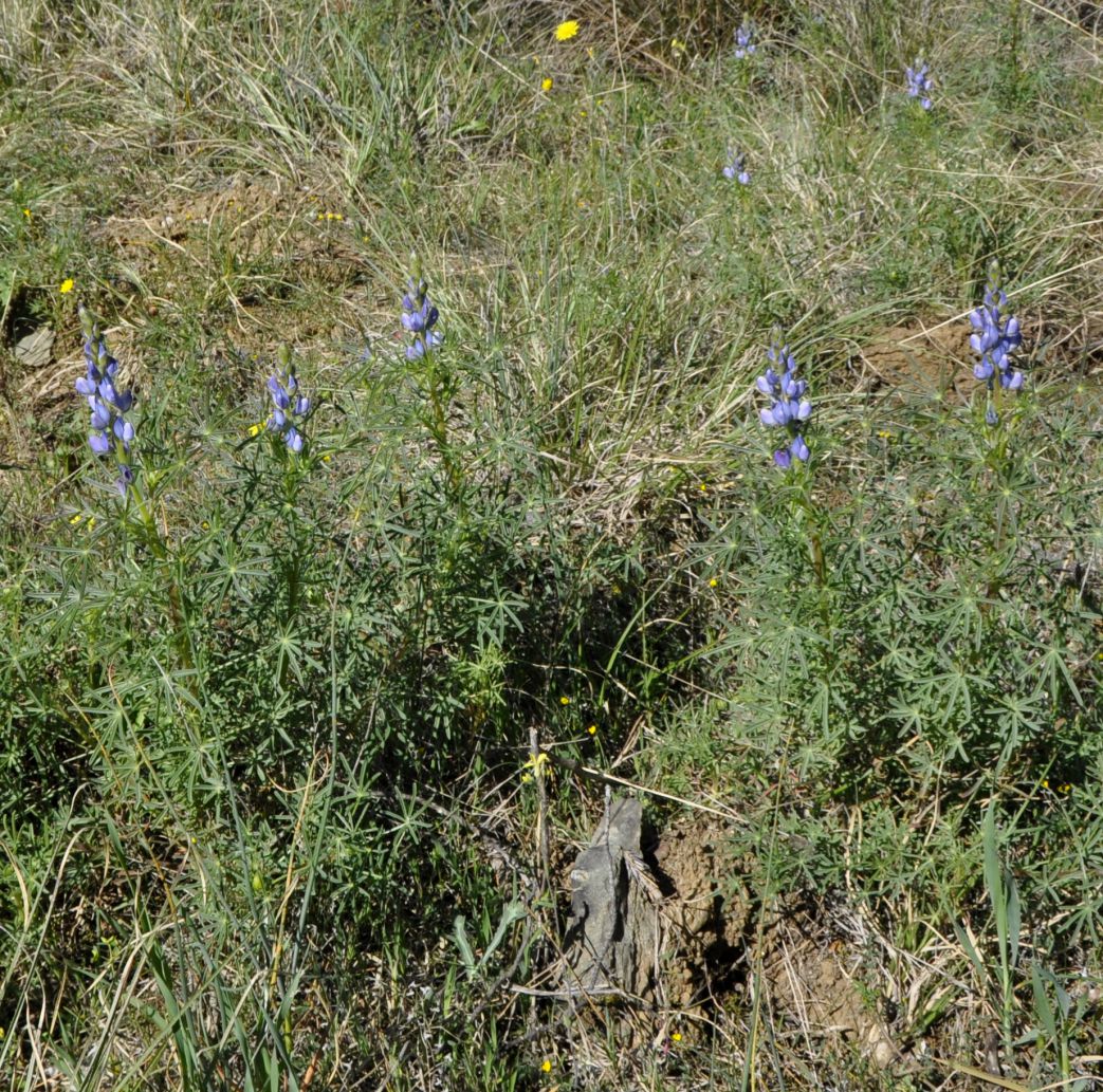 Image of Lupinus angustifolius specimen.