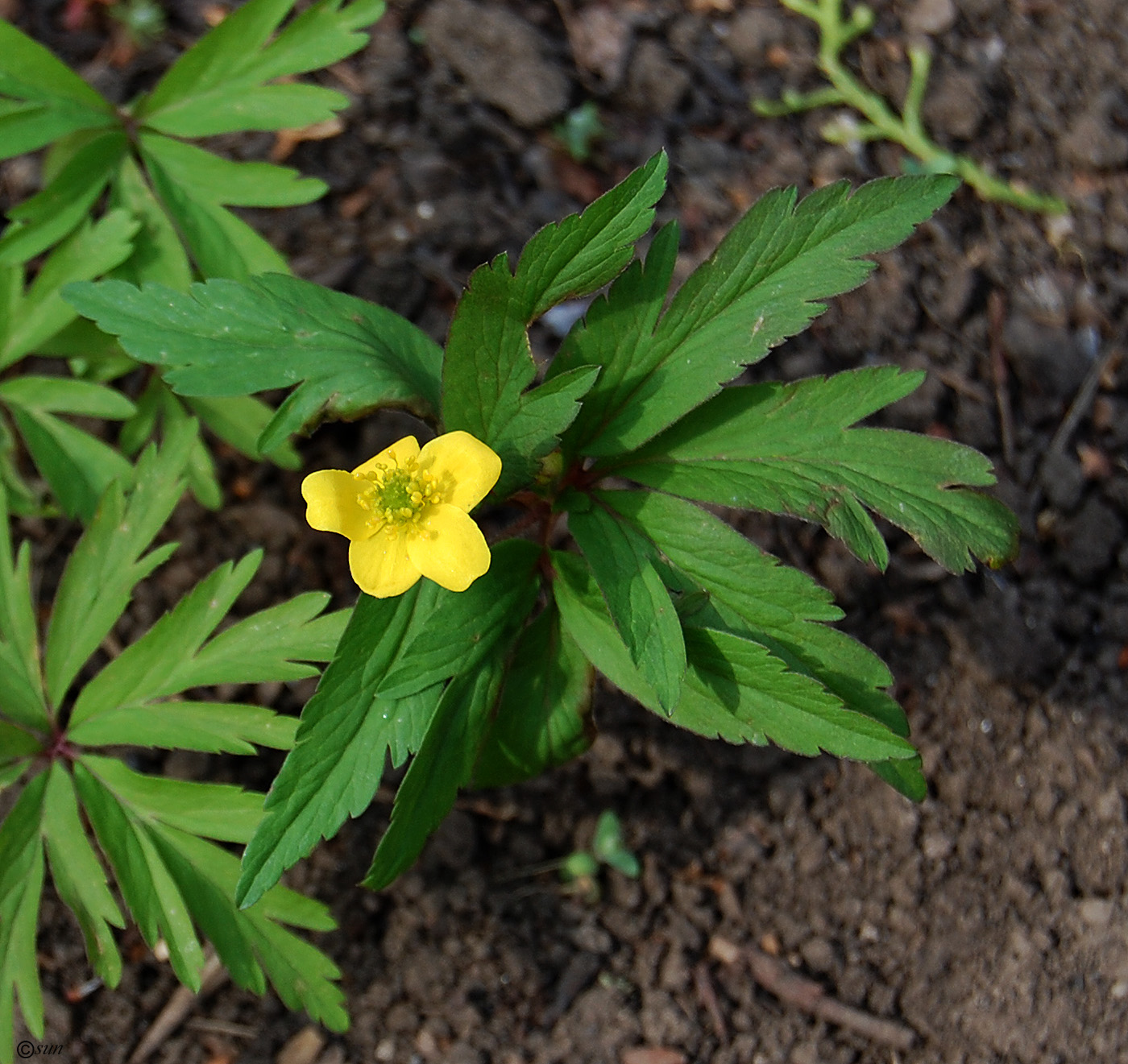 Image of Anemone ranunculoides specimen.