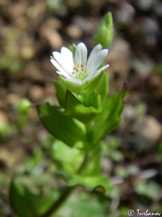 Image of Stellaria neglecta specimen.