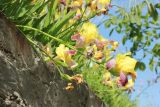 Iris variegata. Цветоносы с цветками. Черноморское побережье Кавказа, г. Новороссийск, в культуре. 14 мая 2017 г.