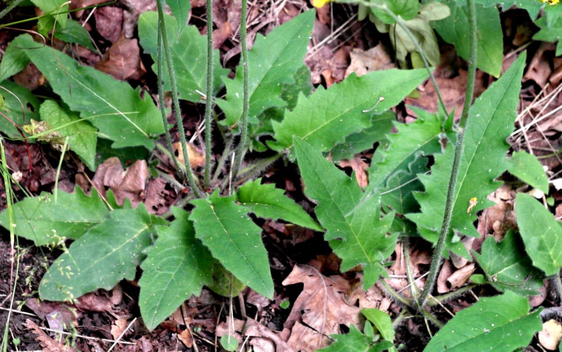 Image of Hieracium gentile specimen.