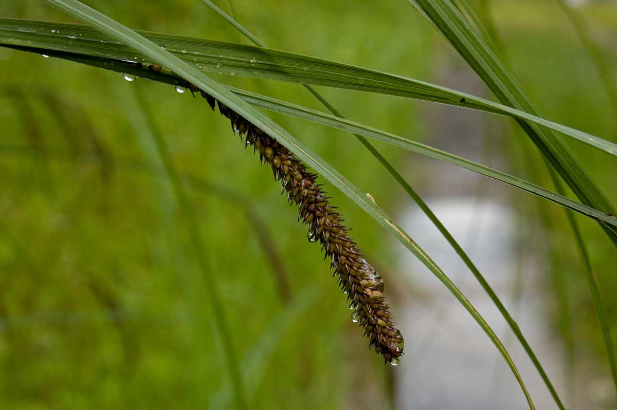 Изображение особи Carex acuta.