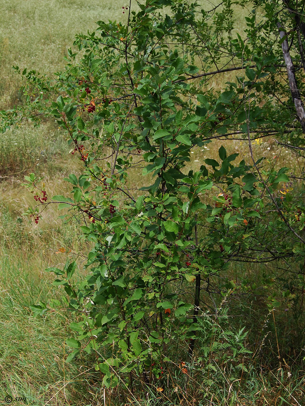 Image of Padus virginiana specimen.