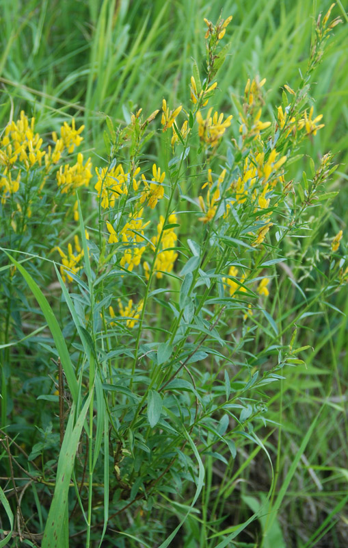 Image of Genista tinctoria specimen.