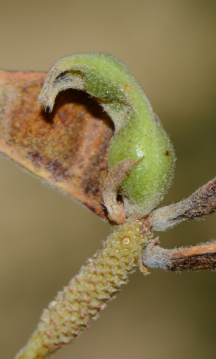 Image of Dichrostachys cinerea specimen.